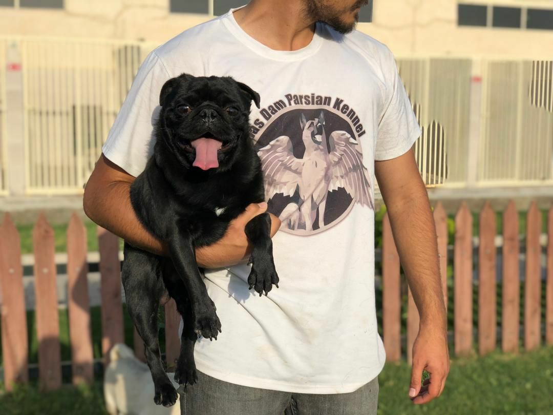 مولد نژاد پاگ جودی